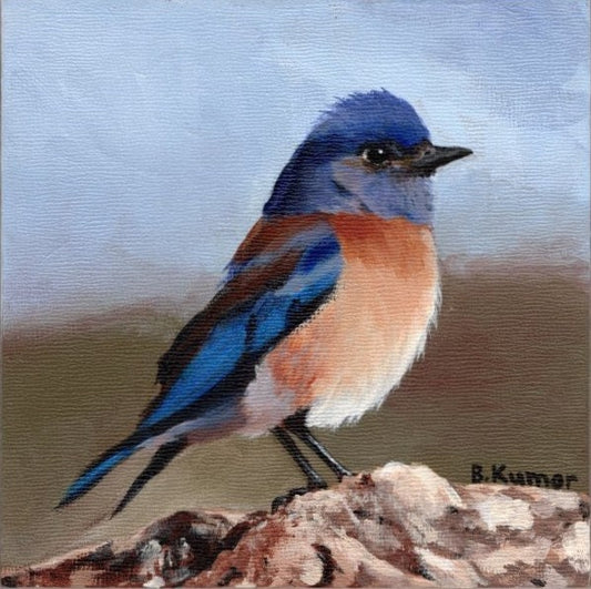 Eastern Bluebird Original Painting